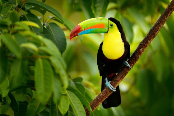 The 7 best places to see wildlife in Central America